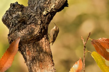 Eski bir kütüğün üzerinde Avrasyalı ağaç bekçisi (Certhia familiaris)