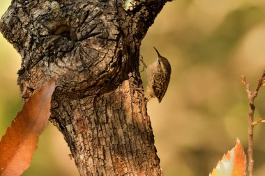 Eski bir kütüğün üzerinde Avrasyalı ağaç bekçisi (Certhia familiaris)