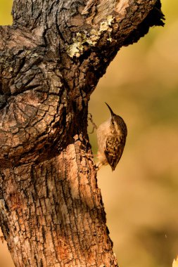 Eski bir kütüğün üzerinde Avrasyalı ağaç bekçisi (Certhia familiaris)