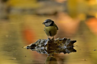Blue tit perched on a pond stone (Cyanistes caeruleus)
