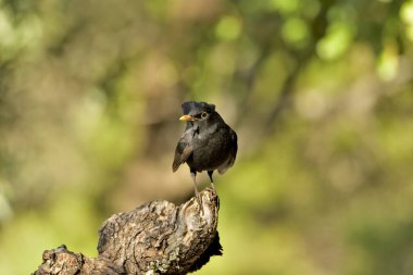 Kuru bir kütüğe tünemiş siyah kuş yeşil bir arka plana sahiptir (Turdus merula)