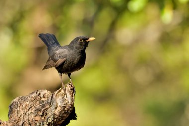 Kuru bir kütüğe tünemiş siyah kuş yeşil bir arka plana sahiptir (Turdus merula)