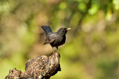 Kuru bir kütüğe tünemiş siyah kuş yeşil bir arka plana sahiptir (Turdus merula)