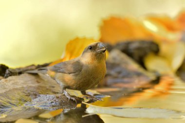 Orman gölünde su içilen yaygın çapraz fatura (Loxia curvirostra)