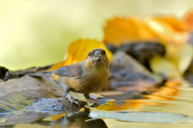 Orman gölünde su içilen yaygın çapraz fatura (Loxia curvirostra)
