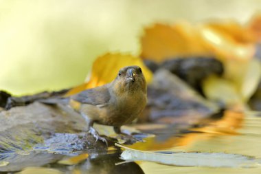 Orman gölünde su içilen yaygın çapraz fatura (Loxia curvirostra)