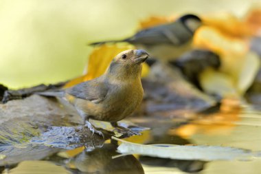 Orman gölünde su içilen yaygın çapraz fatura (Loxia curvirostra)