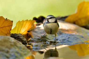 Blue tit perched on a pond stone (Cyanistes caeruleus)