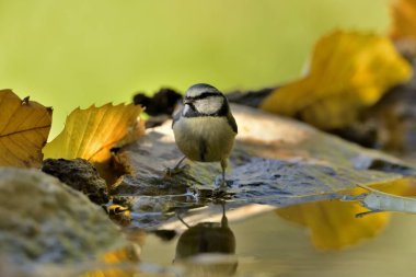 Blue tit perched on a pond stone (Cyanistes caeruleus)