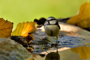 Blue tit perched on a pond stone (Cyanistes caeruleus)