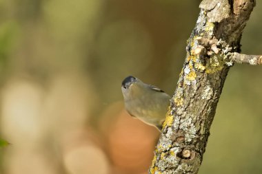 Park gölünde kadın siyah başlığı (Sylvia atricapilla)