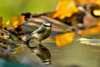 blue tit bathing in the pond (Cyanistes caeruleus)