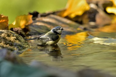 blue tit bathing in the pond (Cyanistes caeruleus)