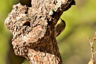 Eski bir kütüğün üzerinde Avrasyalı ağaç bekçisi (Certhia familiaris)