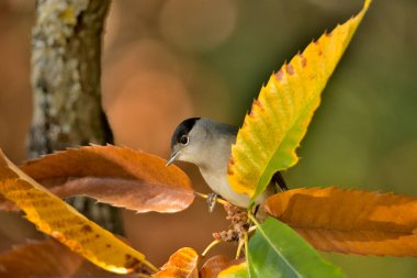 Erkek siyah başlık parktaki dala tünemiş (Sylvia atricapilla)