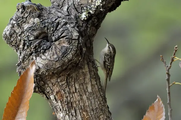 Eski bir kütüğün üzerinde Avrasyalı ağaç bekçisi (Certhia familiaris)