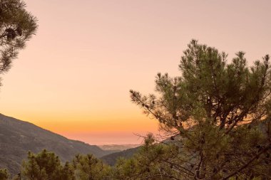 Çam ormanı şafak vakti arka planda okyanusla aydınlandı.