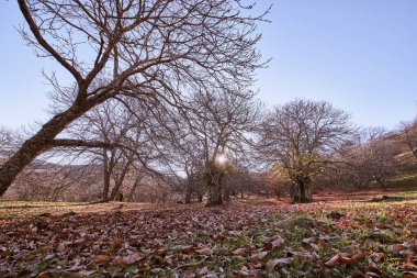 Sonbahar manzarası ışığa karşı kestane ormanında oklu renkler