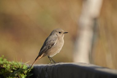 dişi siyah kızılay (Phoenicurus ochruros)