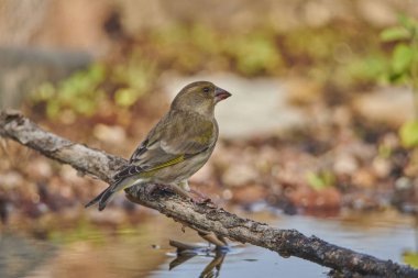 Avrupa yeşil ispinozu veya yaygın yeşil ispinoz (Chloris chloris)