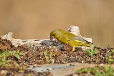Avrupa yeşil ispinozu veya yaygın yeşil ispinoz (Chloris chloris)