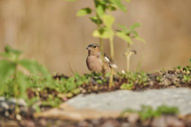 Orman zemininde kestane ağacı (Fringilla coelebs))