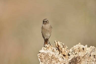 dişi siyah kızılay (Phoenicurus ochruros)