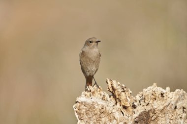 dişi siyah kızılay (Phoenicurus ochruros)