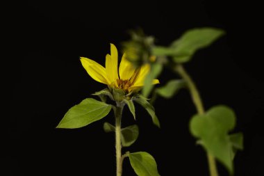  Siyah tohumlu küçük ayçiçeği                                               