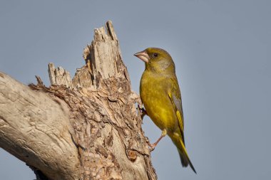 Avrupa yeşil ispinozu veya yaygın yeşil ispinoz (Chloris chloris)                               