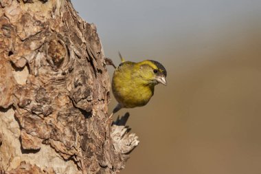 Saka kuşu, saka kuşu gölete tünemiş (Spinus spinus)                                       