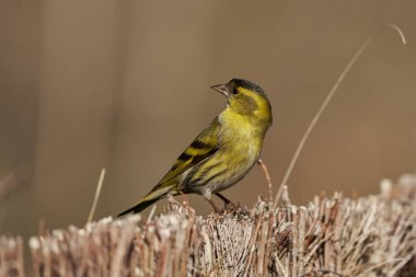 Saka kuşu, saka kuşu gölete tünemiş (Spinus spinus)                                       