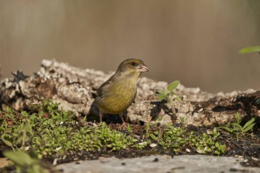 Avrupa yeşil ispinozu veya yaygın yeşil ispinoz (Chloris chloris)                               
