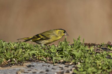 Saka kuşu, saka kuşu gölete tünemiş (Spinus spinus)                                       