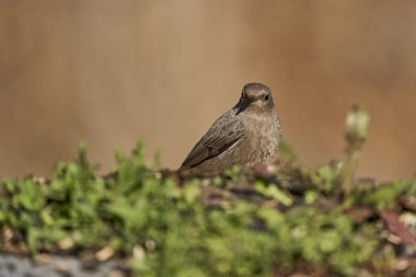   dişi siyah kızılay (Phoenicurus ochruros)                                     