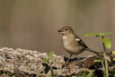 Orman zemininde kestane ağacı (Fringilla coelebs))                               