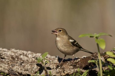Orman zemininde kestane ağacı (Fringilla coelebs))                               