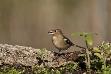 Orman zemininde kestane ağacı (Fringilla coelebs))                               