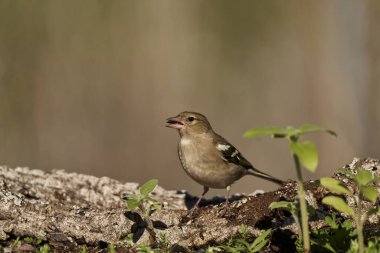 Orman zemininde kestane ağacı (Fringilla coelebs))                               