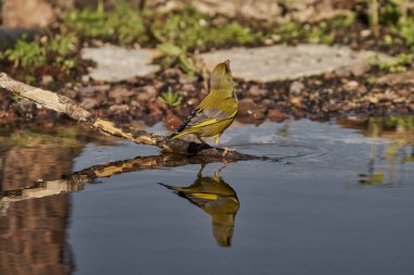 Avrupa yeşil ispinozu veya yaygın yeşil ispinoz (Chloris chloris)                               