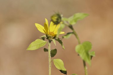Siyah tohumlu küçük ayçiçeği                               