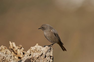  dişi siyah kızılay (Phoenicurus ochruros)                                   