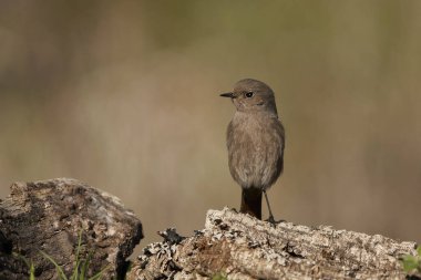  dişi siyah kızılay (Phoenicurus ochruros)                                   