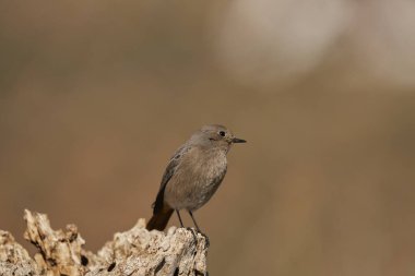  dişi siyah kızılay (Phoenicurus ochruros)                                   