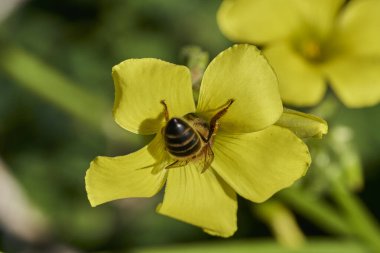 Uçan bal arısı nektar içmek için bir çiçeğe varır (Apis mellifera)                               
