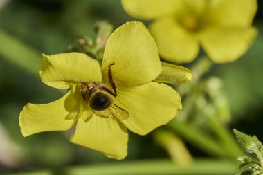 Uçan bal arısı nektar içmek için bir çiçeğe varır (Apis mellifera)                               
