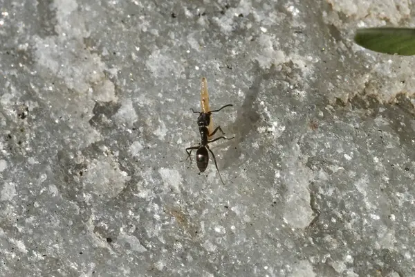 black ant carrying an insect larva