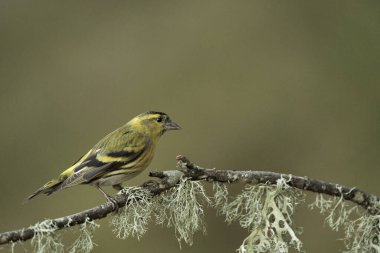 Saka kuşu, saka kuşu bir dala tünemiş (Spinus spinus)                               