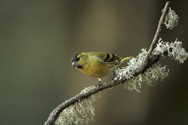 Saka kuşu, saka kuşu bir dala tünemiş (Spinus spinus)                               