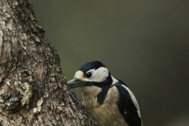 Büyük Benekli Ağaçkakan (Dendrocopos major) bir kütük üzerinde böcek yiyor                               